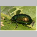 Gastrophysa viridula - Blattkaefer 03 6mm.jpg